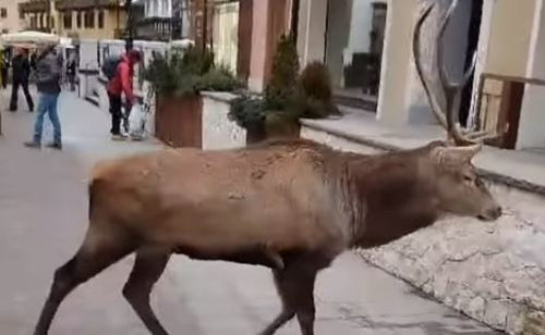 Cortina, l'incontro inaspettato con un cervo: il video è virale